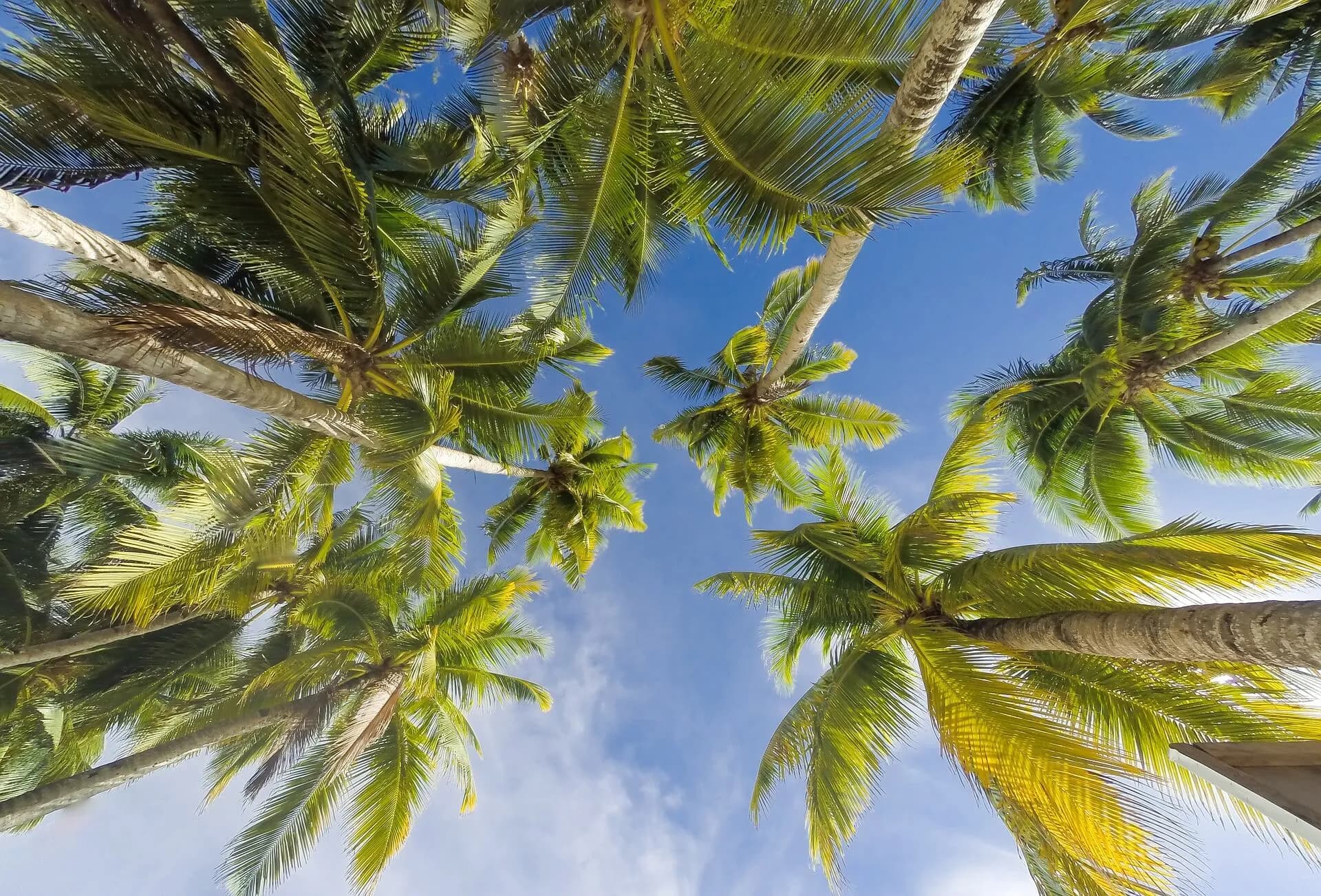 Coconut trees Sri Lanka